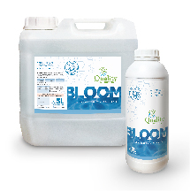 BLLOM - CANNABIS-QN